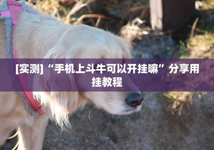 [实测]“手机上斗牛可以开挂嘛”分享用挂教程